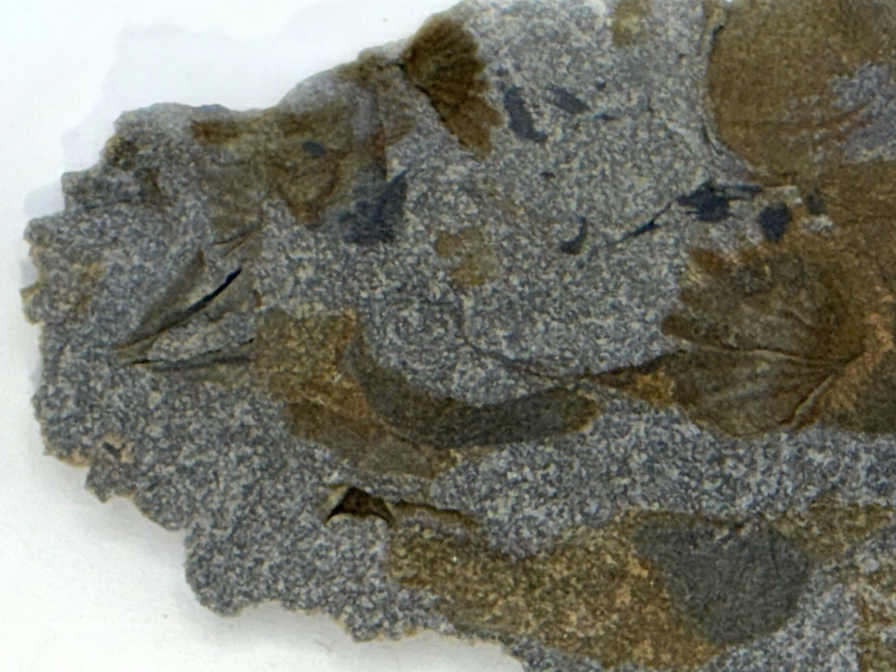 Mixed Lot Brachiopod Fossil Assemblage Natural Matrix Teaching Specimens