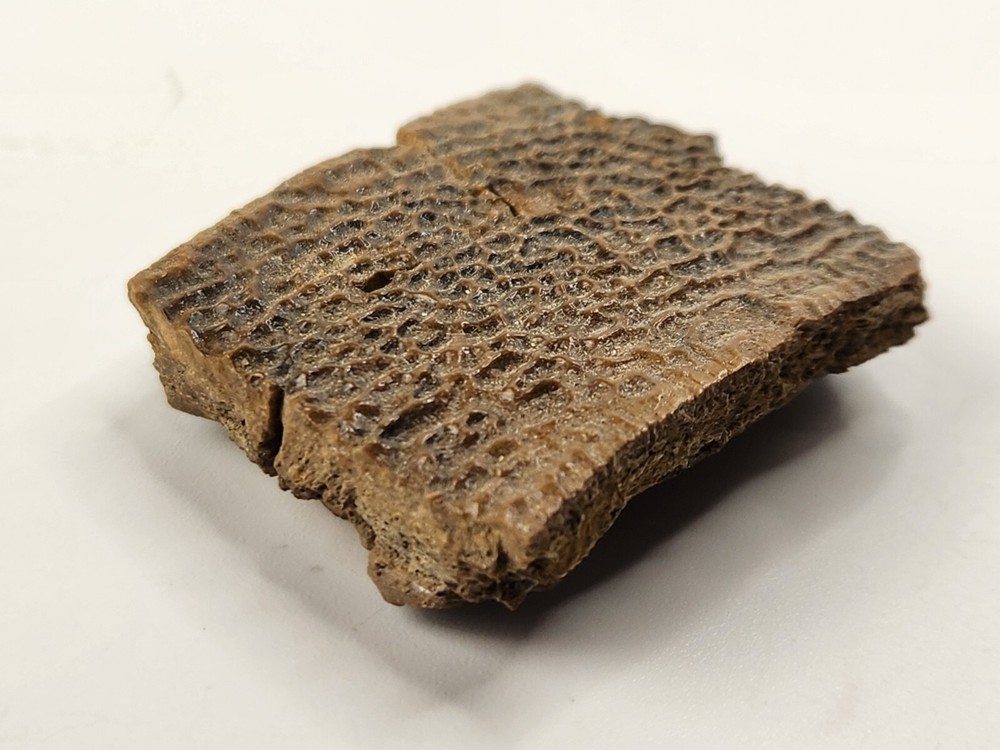 Turtle Shell Fossil - Judith River Fm. - Hill Co., MT