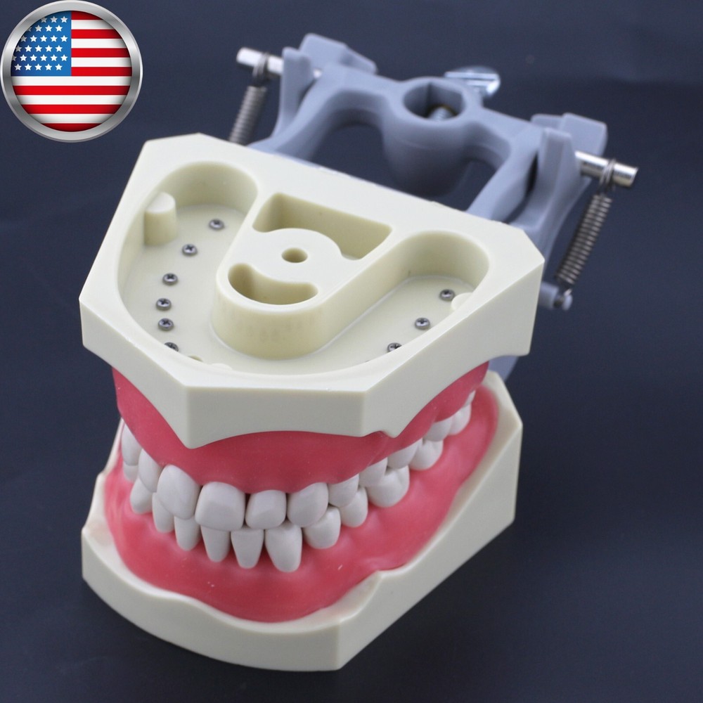 Dental Typodont Columbia 860 Practice Model 32pcs Removeable Teeth Mounting Pole
