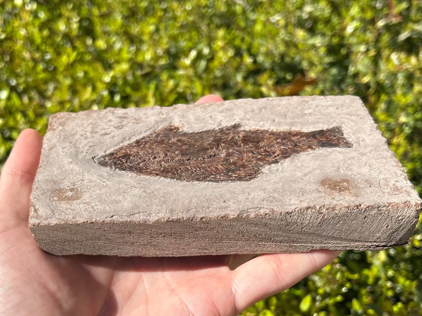 RARE Nebraska Fossil Fish Valentine Formation Skeleton Late Miocene Age