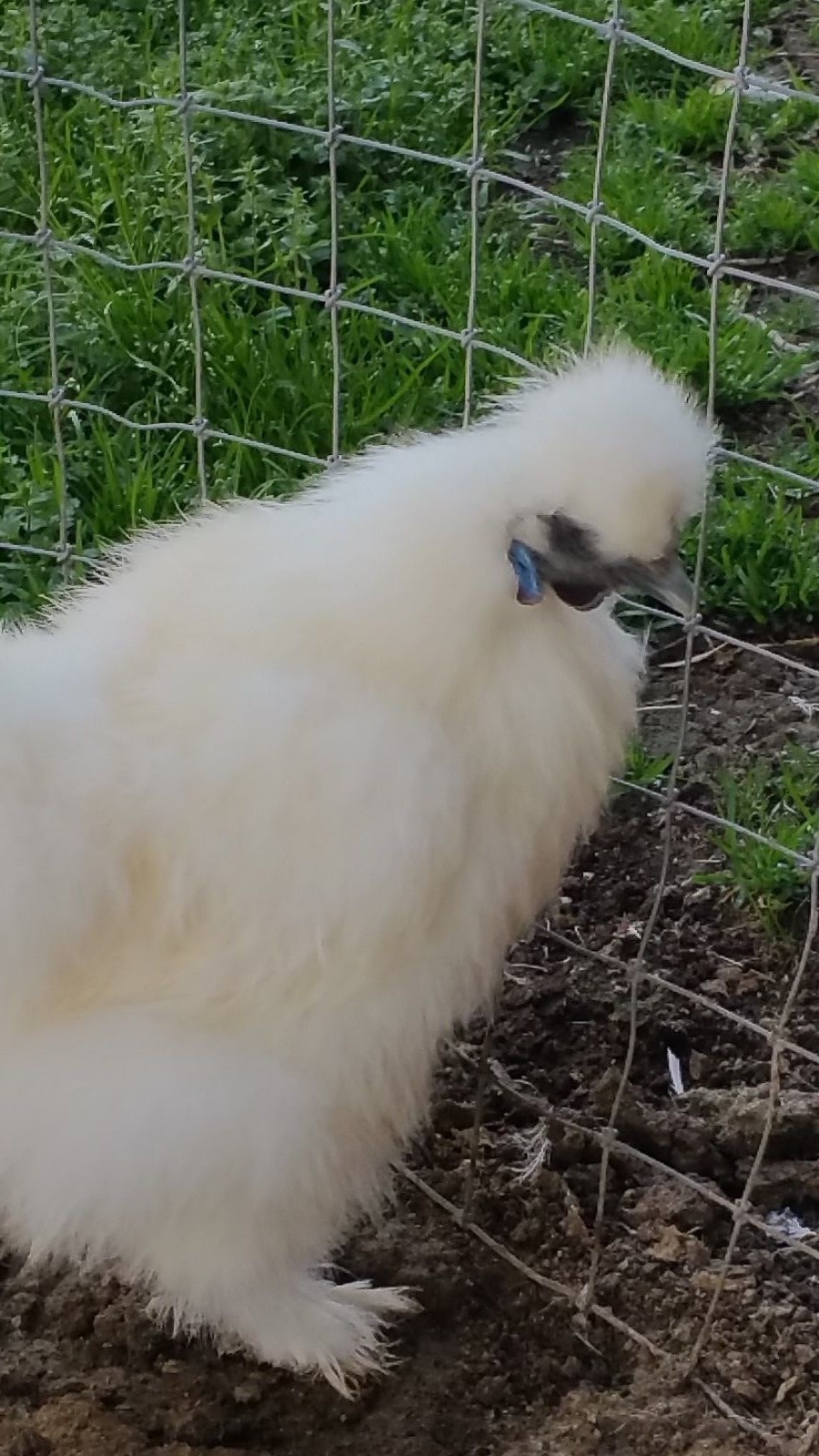 8 PURE WHITE SILKIE FERTILE HATCHING CHICKEN EGGS **Free UPS Ground Shipping