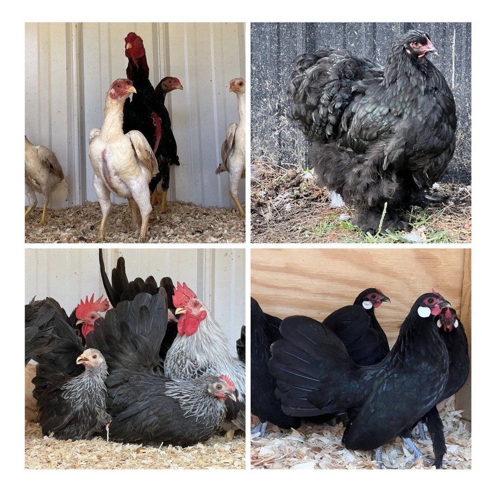 6+ Assorted Hatching Eggs from our Exhibition Stock