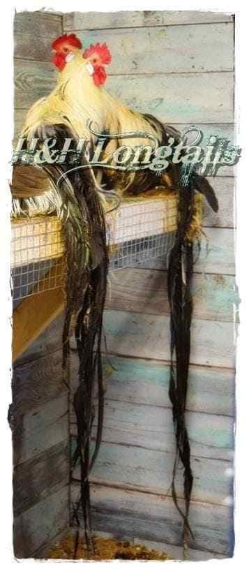 6+ Golden Phoenix longtail Chicken hatching eggs SHOW QUALITY