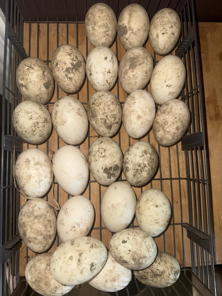 SURPRISE Mixed Chicken, Duck, Goose hatching eggs