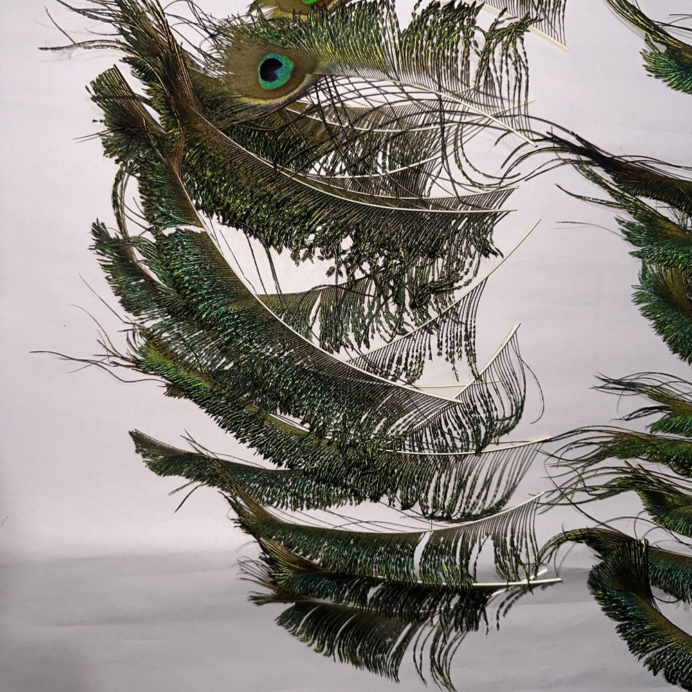 30 pc peacock feathers lot ref #2201