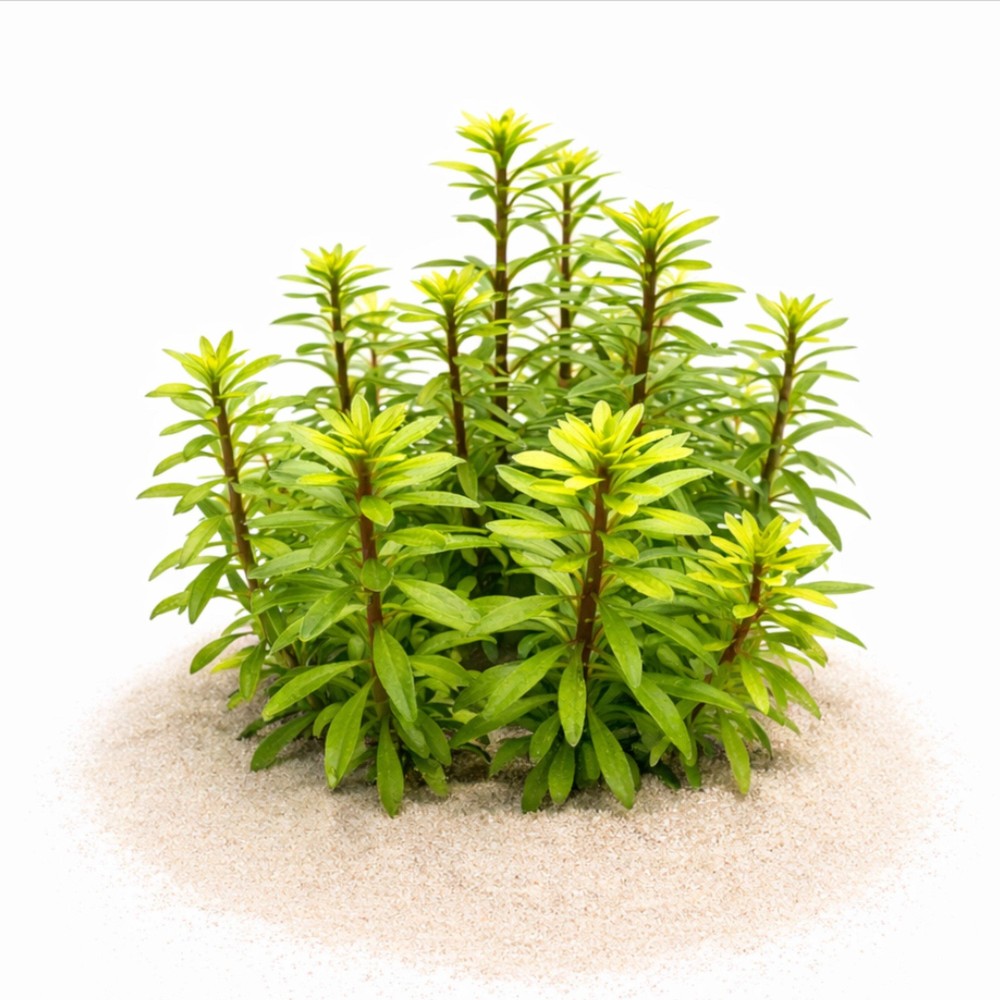Ludwigia Meta
