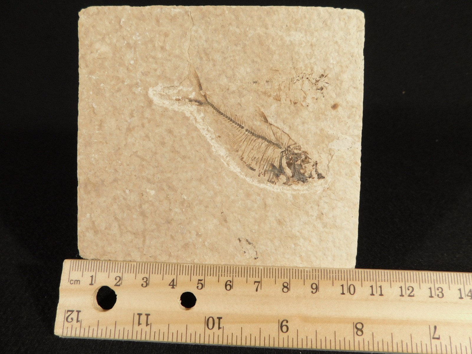 X-RAY Bones! 50 Million Year Old Diplomystus FISH FOSSIL Wyoming 152gr