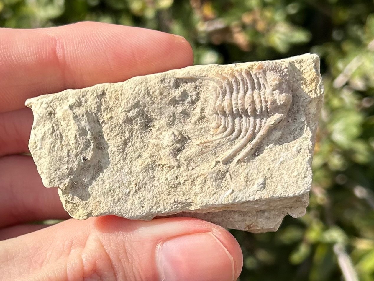 NICE Oklahoma Fossil Trilobite Kettneraspis williamsi Devonian Age Bug in Matrix