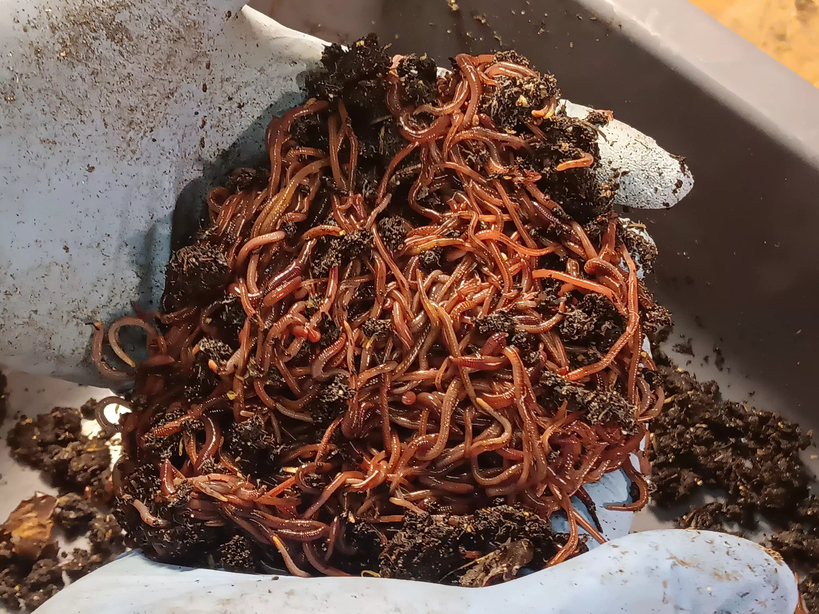 Red Wigglers Worm Blend