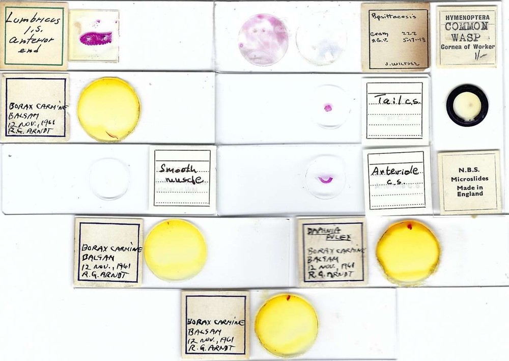 Assorted Microscope Slides (AH)