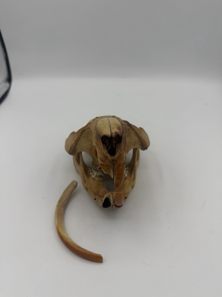 Beaver Skull W/Unique Tooth