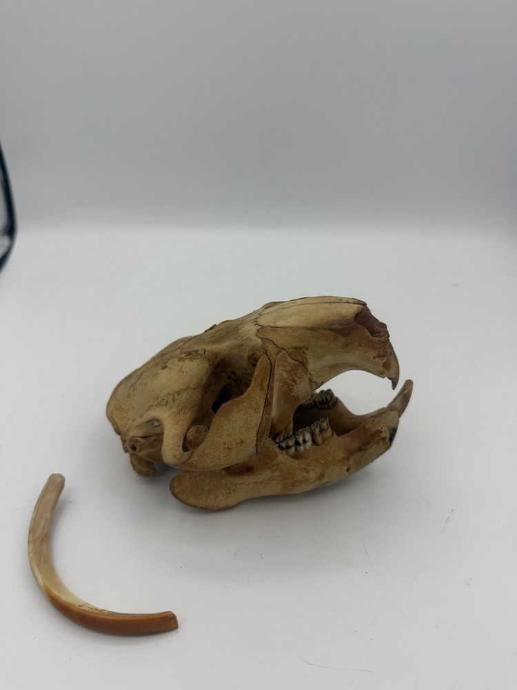Beaver Skull W/Unique Tooth