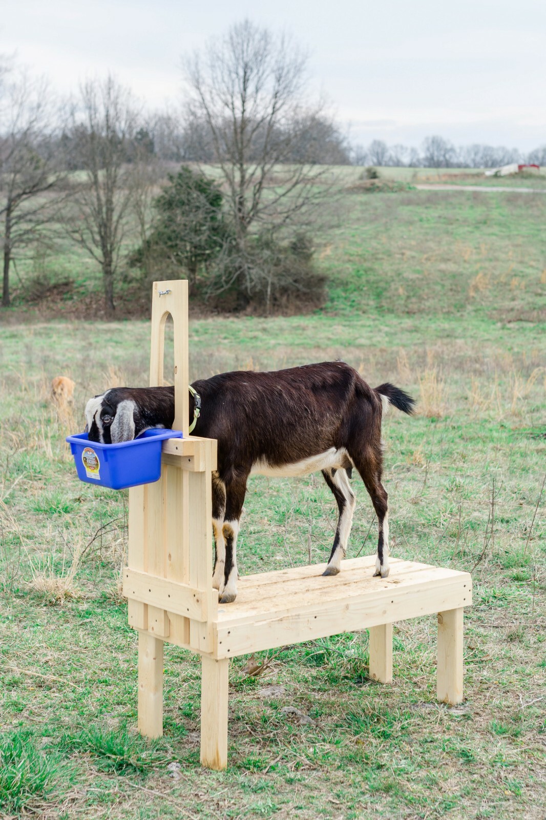 New Small Goat Milking Stand for Pygmy and Nigerian Dwarf Goats 32in. Natural