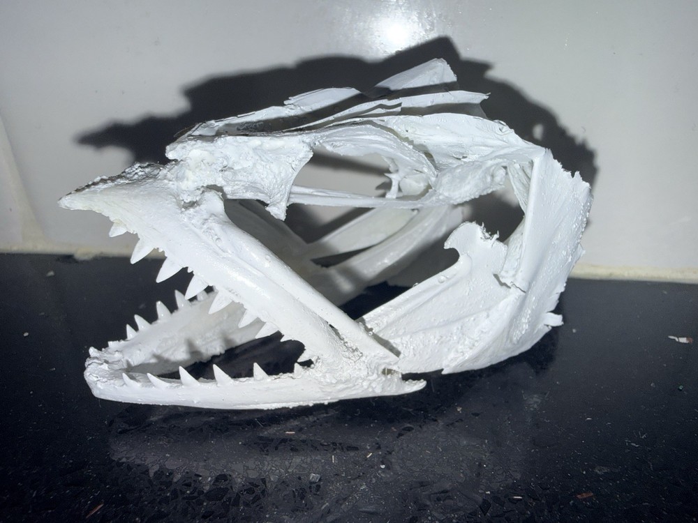 Rare Real Mackerel Skull Make A Offer And I’ll Accept