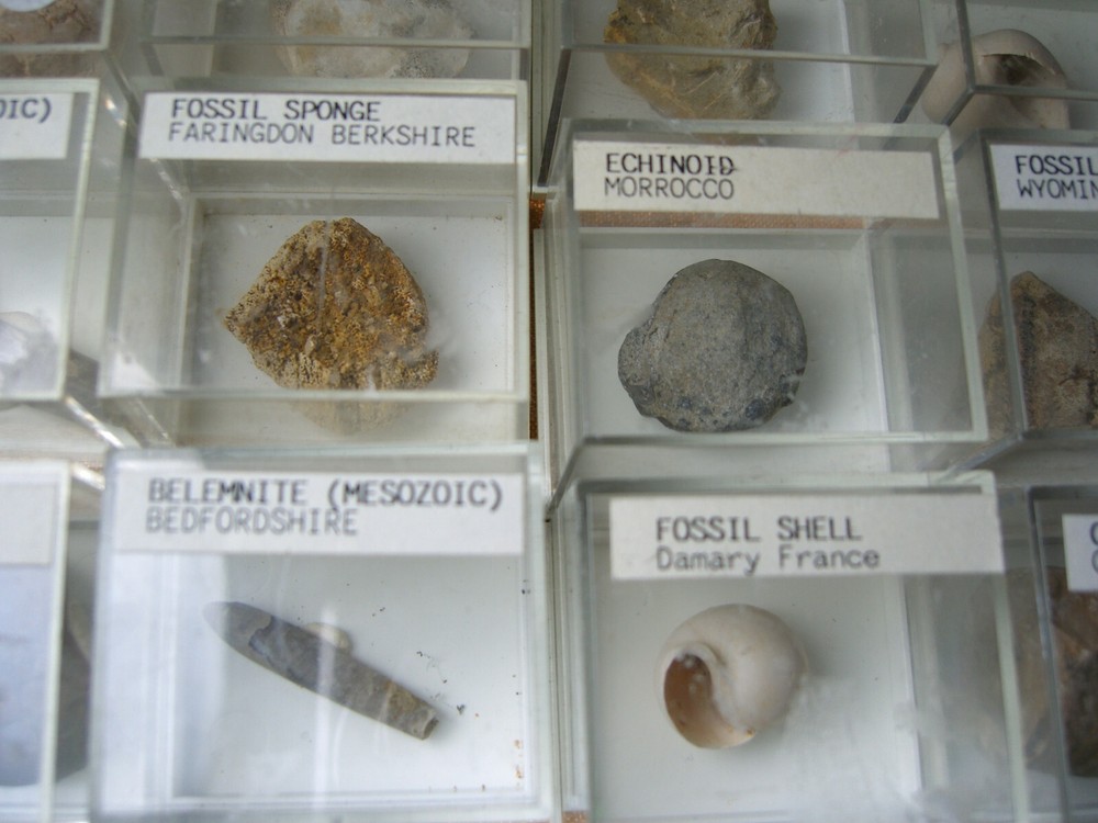Fossils collection, mesozoic, cretacious, eocen, cased