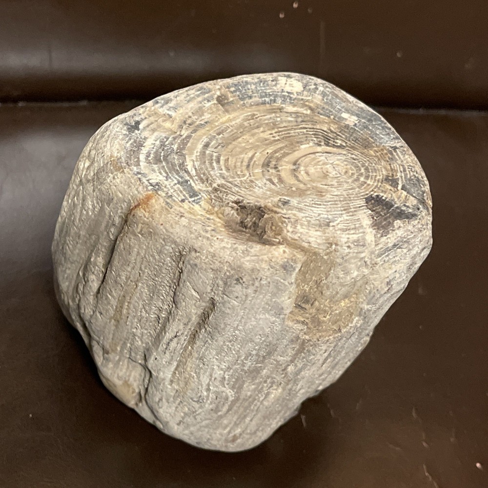 Petrified Wood 2lbs Beautiful