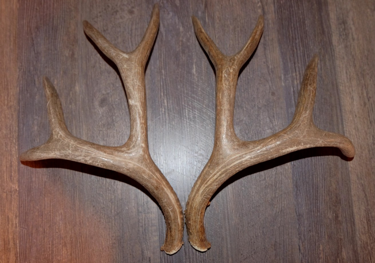 Nice Set Mule Deer Antlers Sheds Taxidermy Mount Cabin Decor Buck Horns