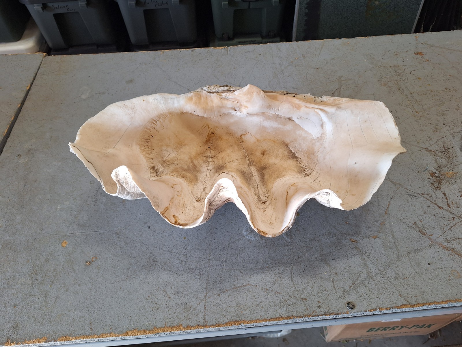 Giant Natural Clam Shell 23 Lbs 19-1/2” Wide Authentic Shell