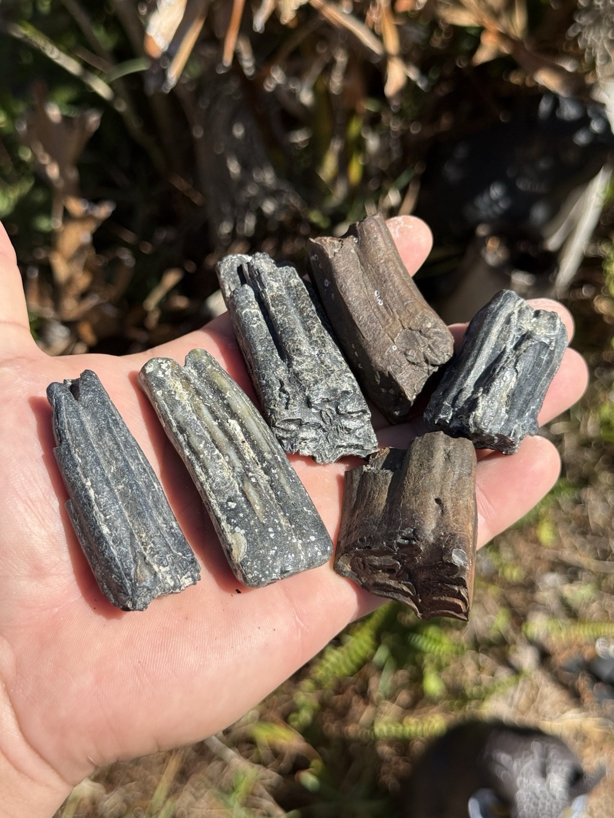 FOSSIL ICE AGE HORSE TEETH FROM FLORIDA