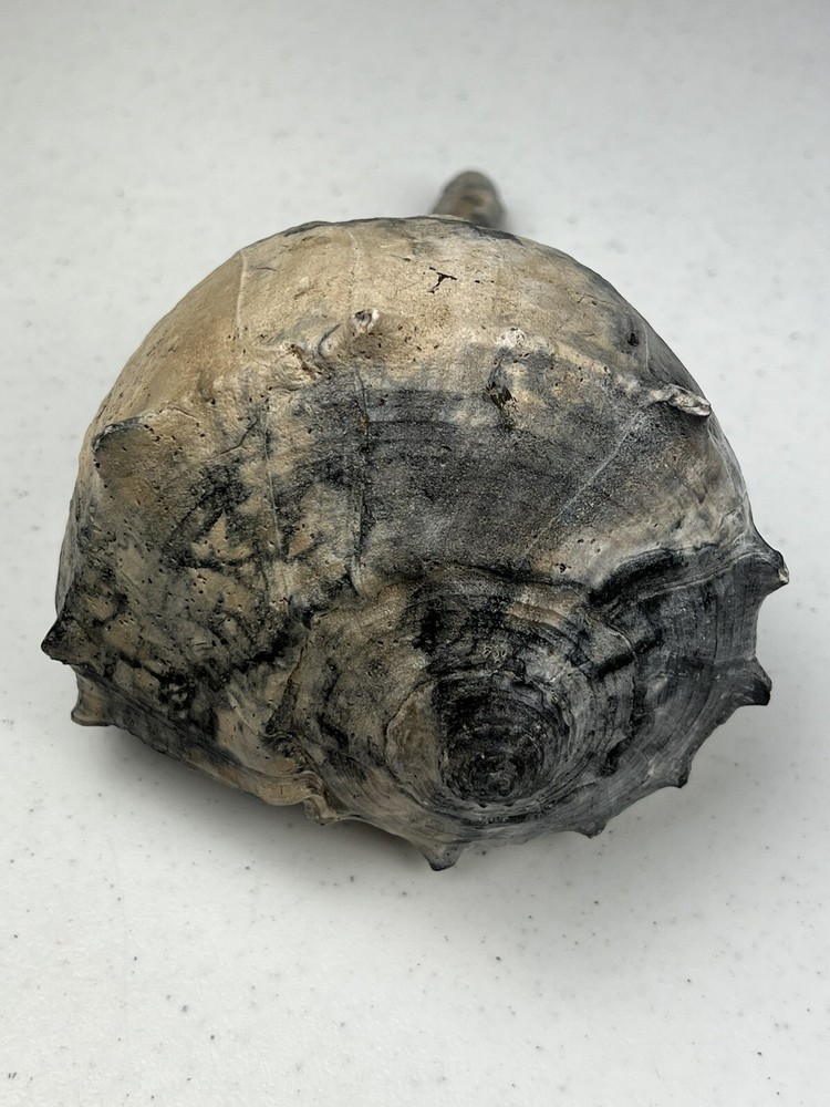 RARE Fossilized * BONE VALLEY BLUE * WHELK Shell Pliocene Era.