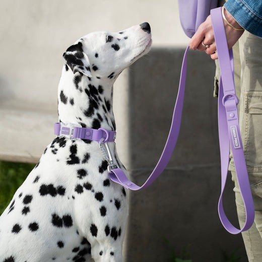 NWT - Canada Pooch WATERPROOF Leash - Lavender - SIZE: Small/Medium
