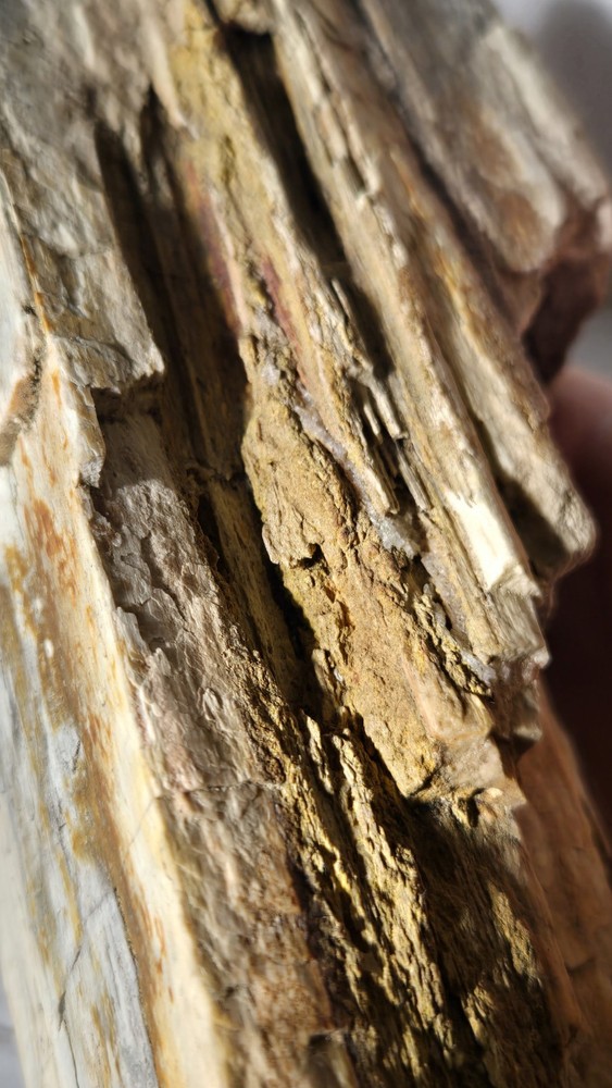 Petrified Wood