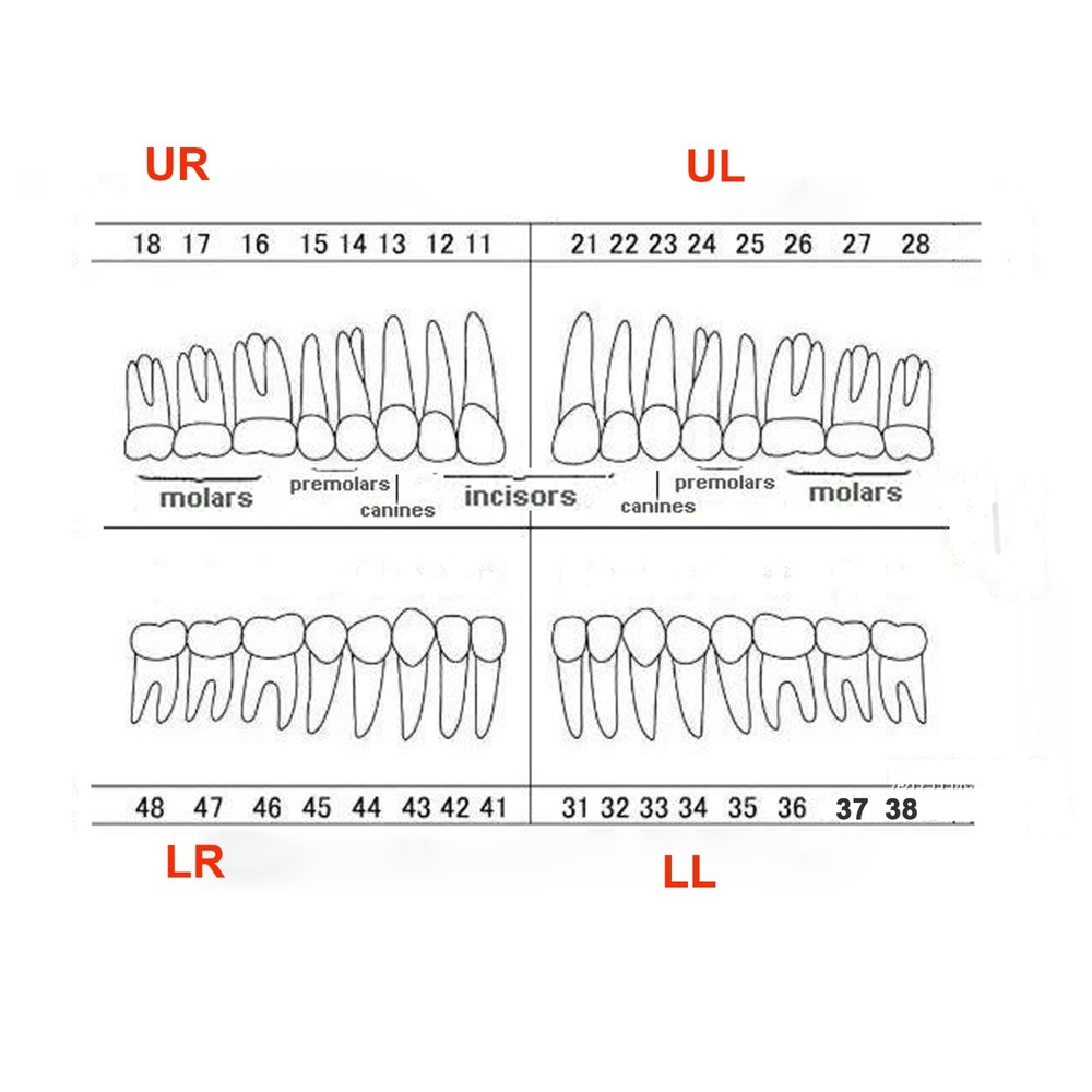 10 Size Dental Root Canal Practice Model Teeth for Pulp Study RCT Endo File