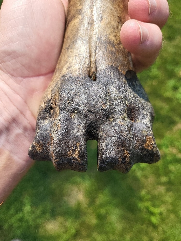 Bison metacarpal Historic bison foot bone