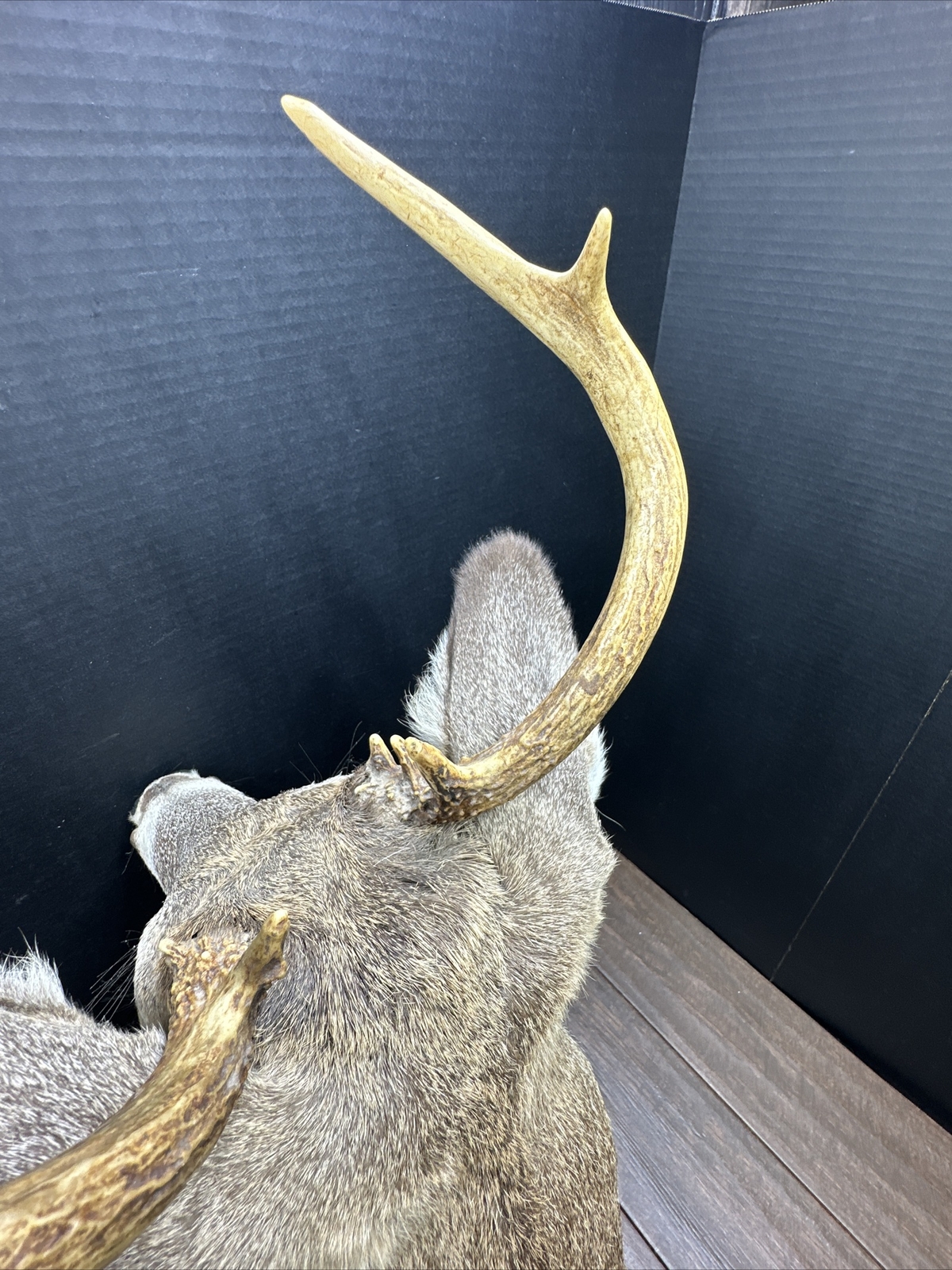 Nice 6 Point Whitetail Deer Buck Shoulder Mount Taxidermy