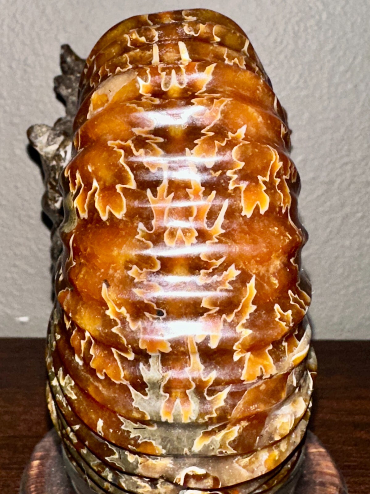 Rare Beautiful "Goat Horn" Ammonite Fossil 3 lb. 5.8 oz. 1526 grams #58