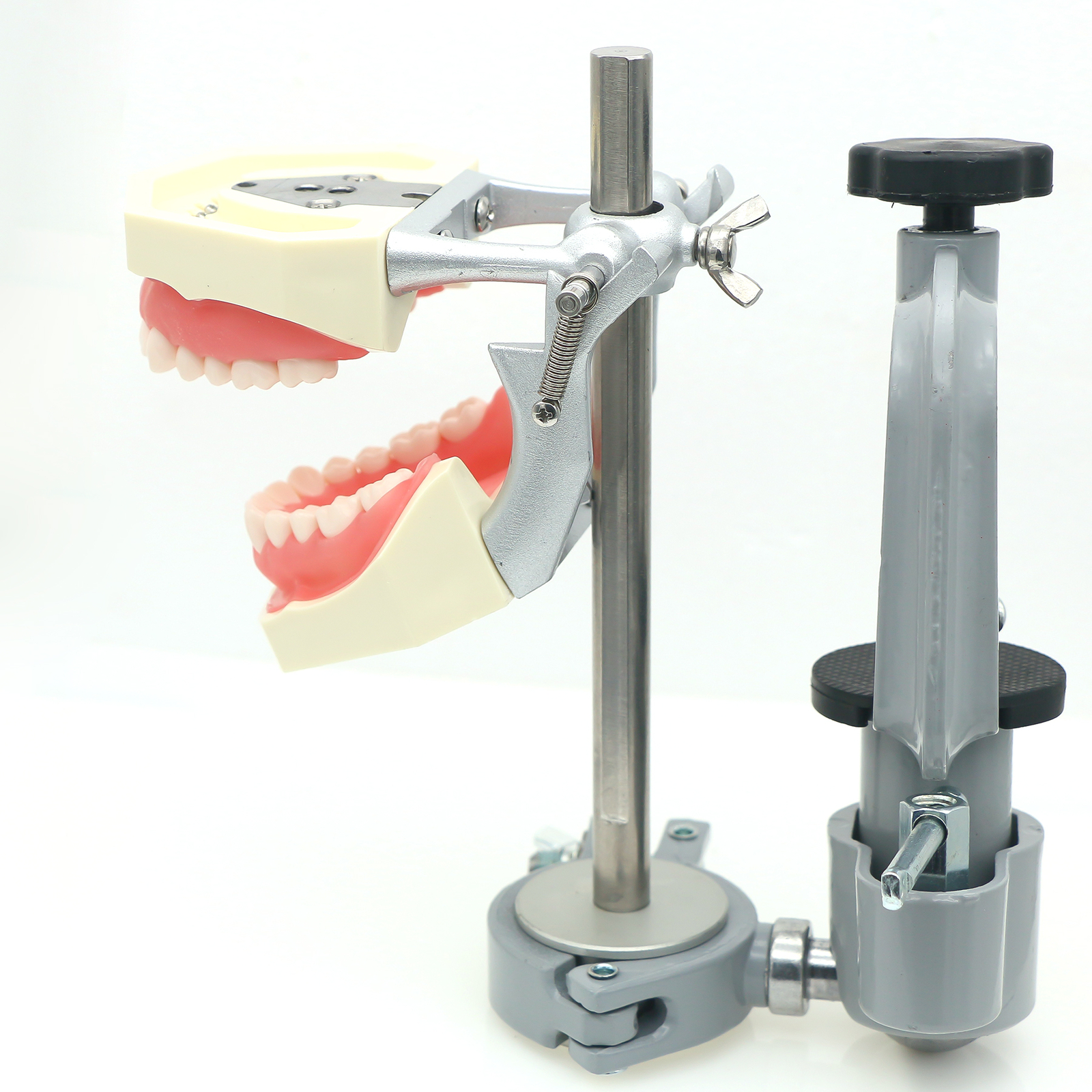 Dental 32 Pcs Teeth Typodont Model Kilgore NISSIN Type Mounting Pole Removable