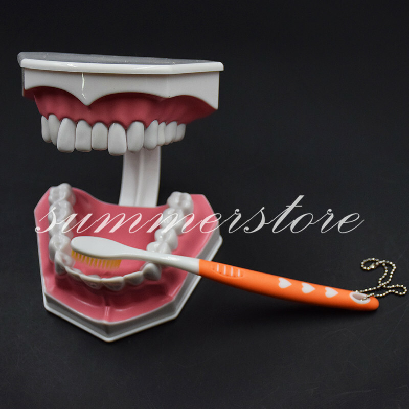 Dental Teaching Demonstration Tool 2 Times Giant Teeth Model With Toothbrush