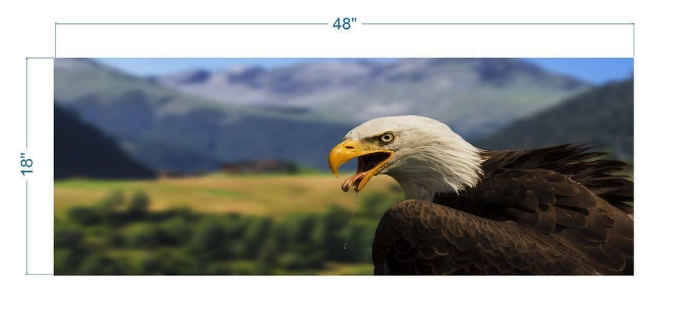 Drooling Bald Eagle Polyester Fish Tank Glass Back Drop Aquarium Background New