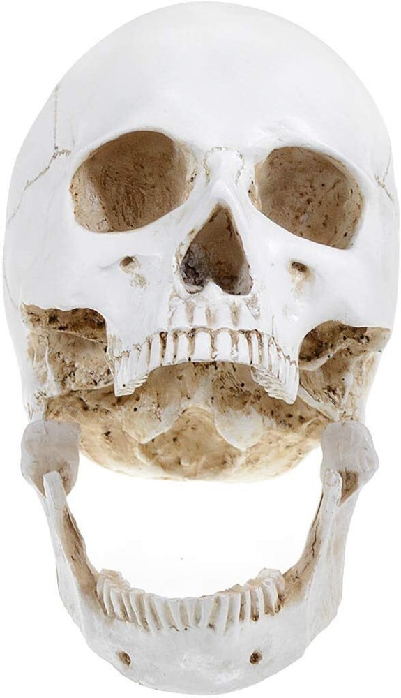 Large Size Retro Removable Human Skull Model Anatomical Teaching Skeleton Head
