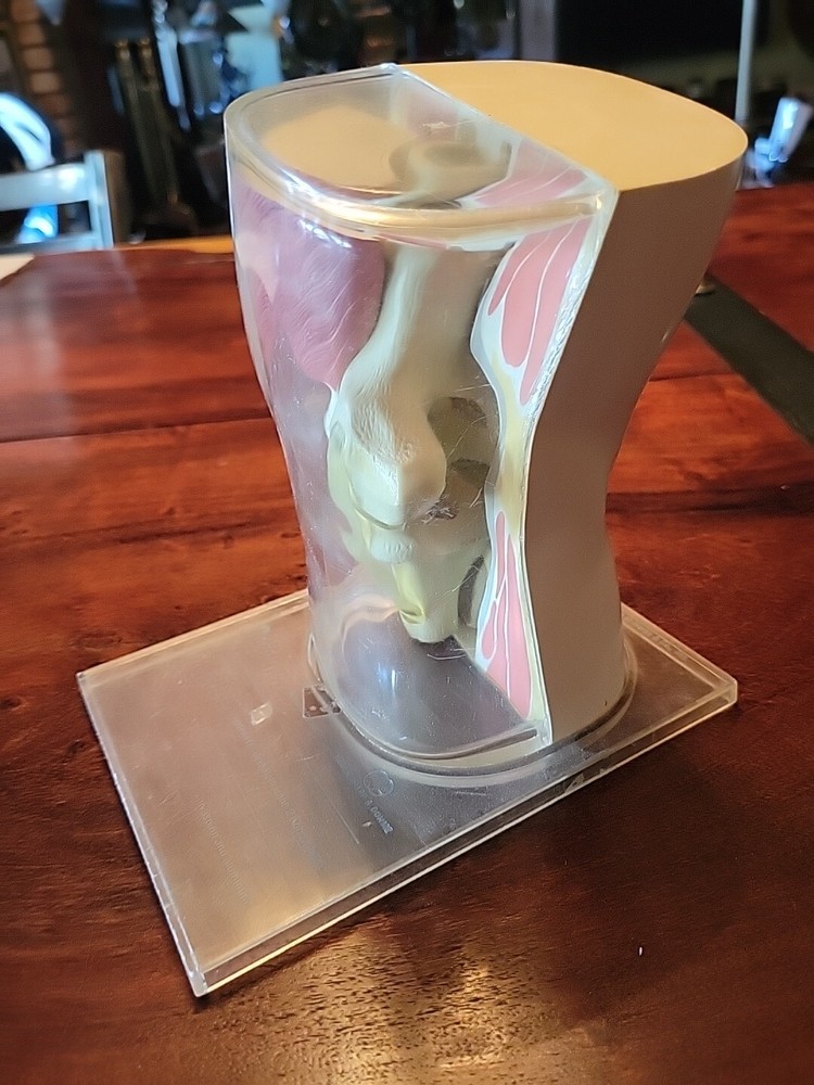 VINTAGE KNEE JOINT MODEL