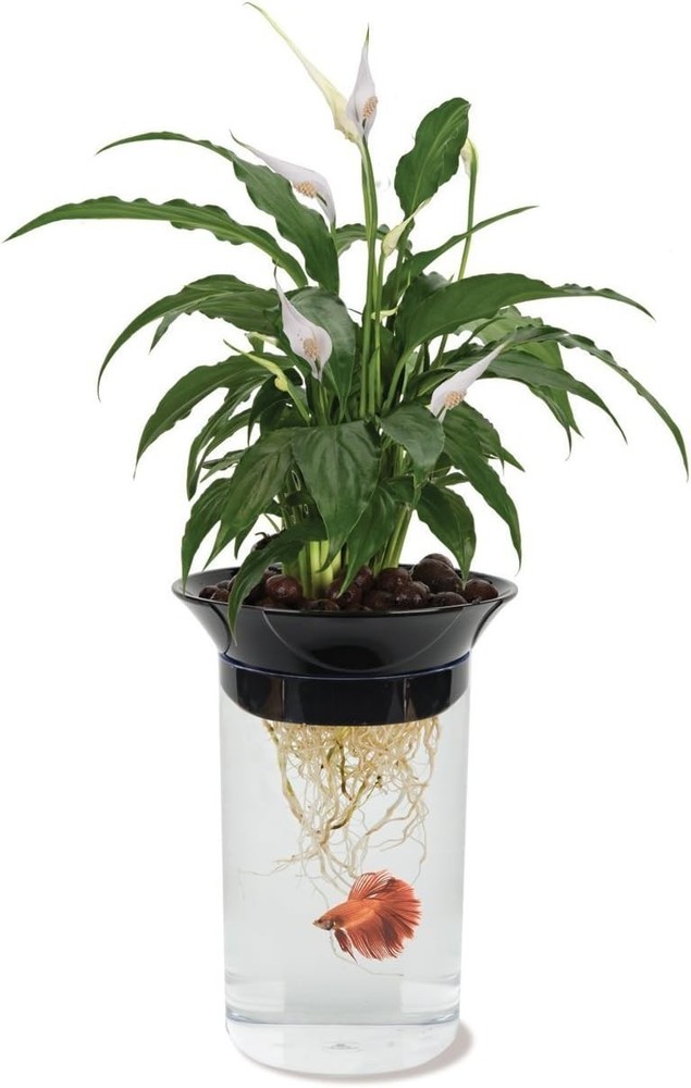 Aquaponic Planter for Betta Fish