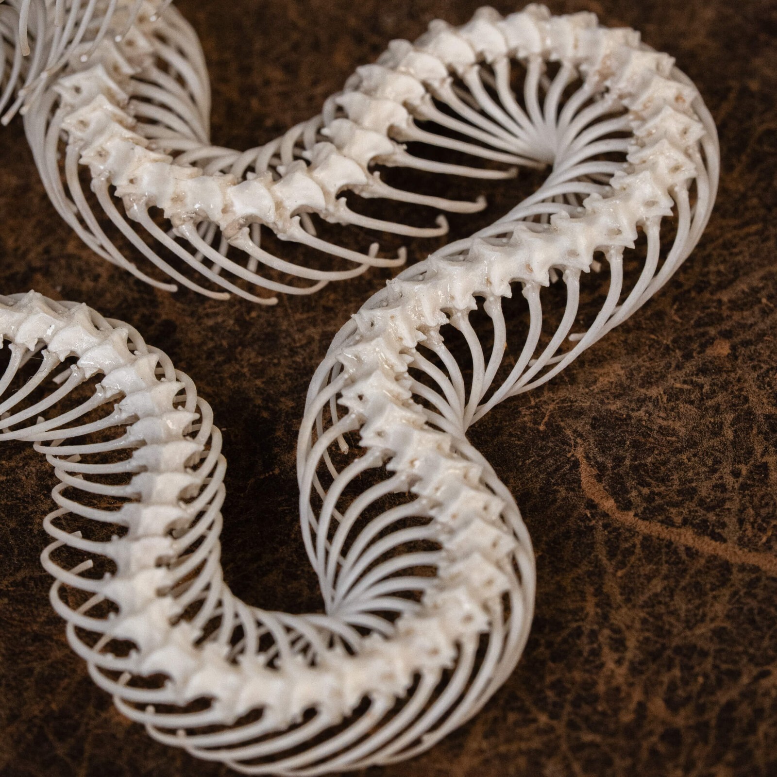 Real Snake skeleton taxidermy in attack pose, snake bone collectibles