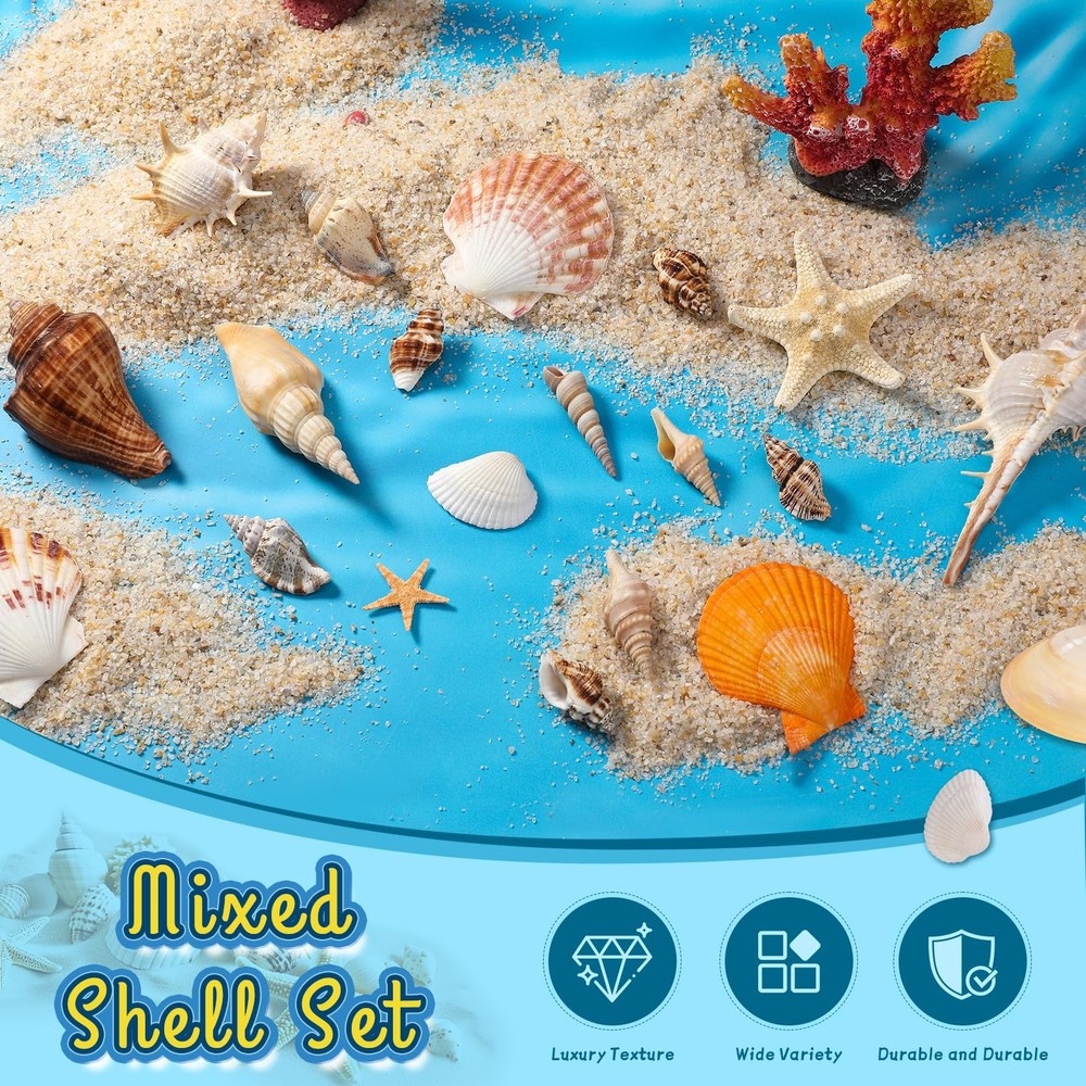 Sea Shells, Mixed Ocean Seashells, Various Sizes Ocean Seashells and Natural ...