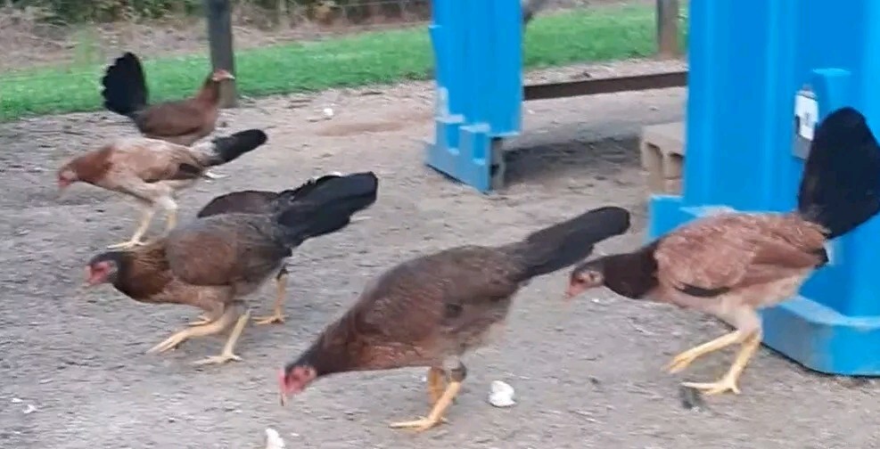 12 Chicken Hatching Eggs