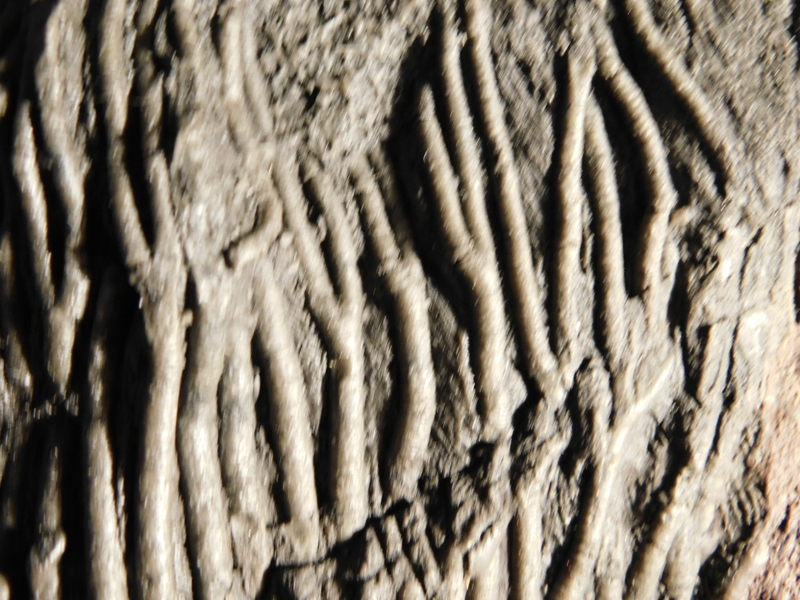 wOw BIG!! 430 Million Year Old! CRINOID Fossil or Sea LILY Fossil Morocco 1801gr