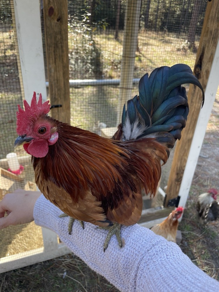9 Serama Hatching eggs - Mixed Bloodlines