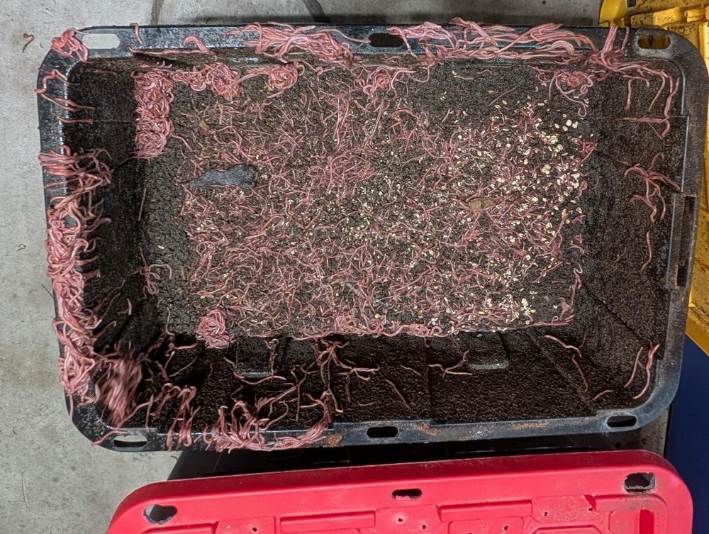 1000 Red Wigglers with 1000 Bonus worms