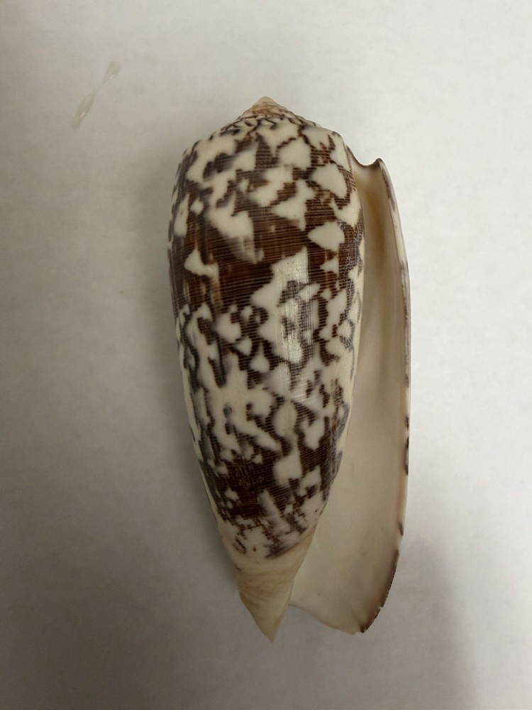 Large Cone Shell Black White Pattern Conus Sea Shell Specimen 4” Inches