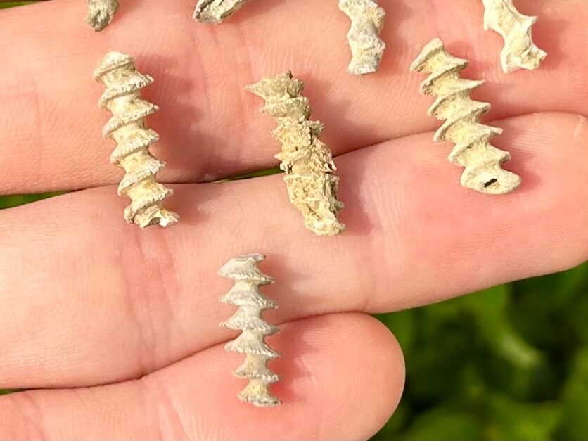 Alabama Fossil Archimedes Screw ONE PER PURCHASE Bryozoan Mississippian Age