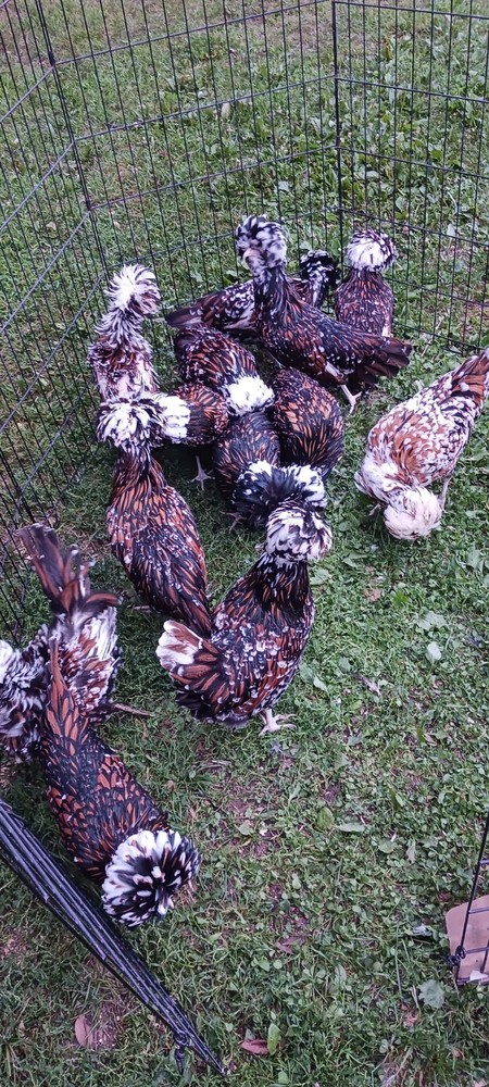 polish tolbunt hatching eggs