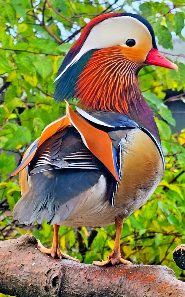 12 Regular SPLIT TO WHITE SINGLES Exotic Mandarin Duck Hatching Eggs SHIPS NOW!!