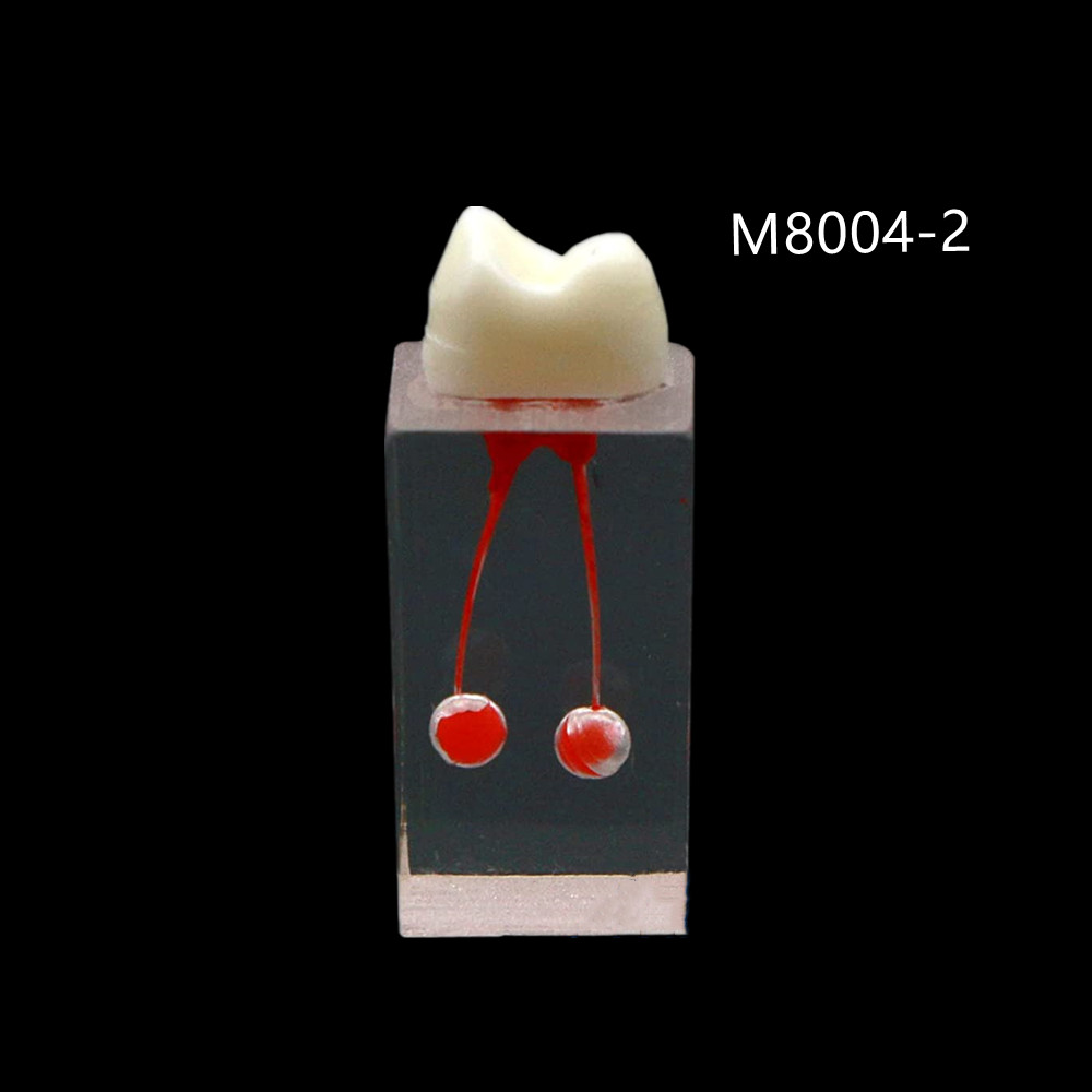Dental Resin Training Study Endo Root Canal Teeth Model Practice Block RCT Pulp