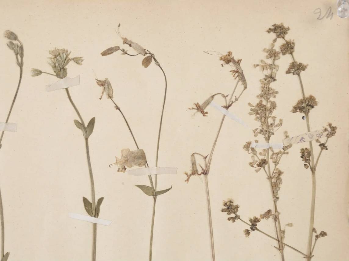 ANTIQUE PRESSED BOTANICALS C. 1893 FROM A FRENCH MONASTERY SCHOOL