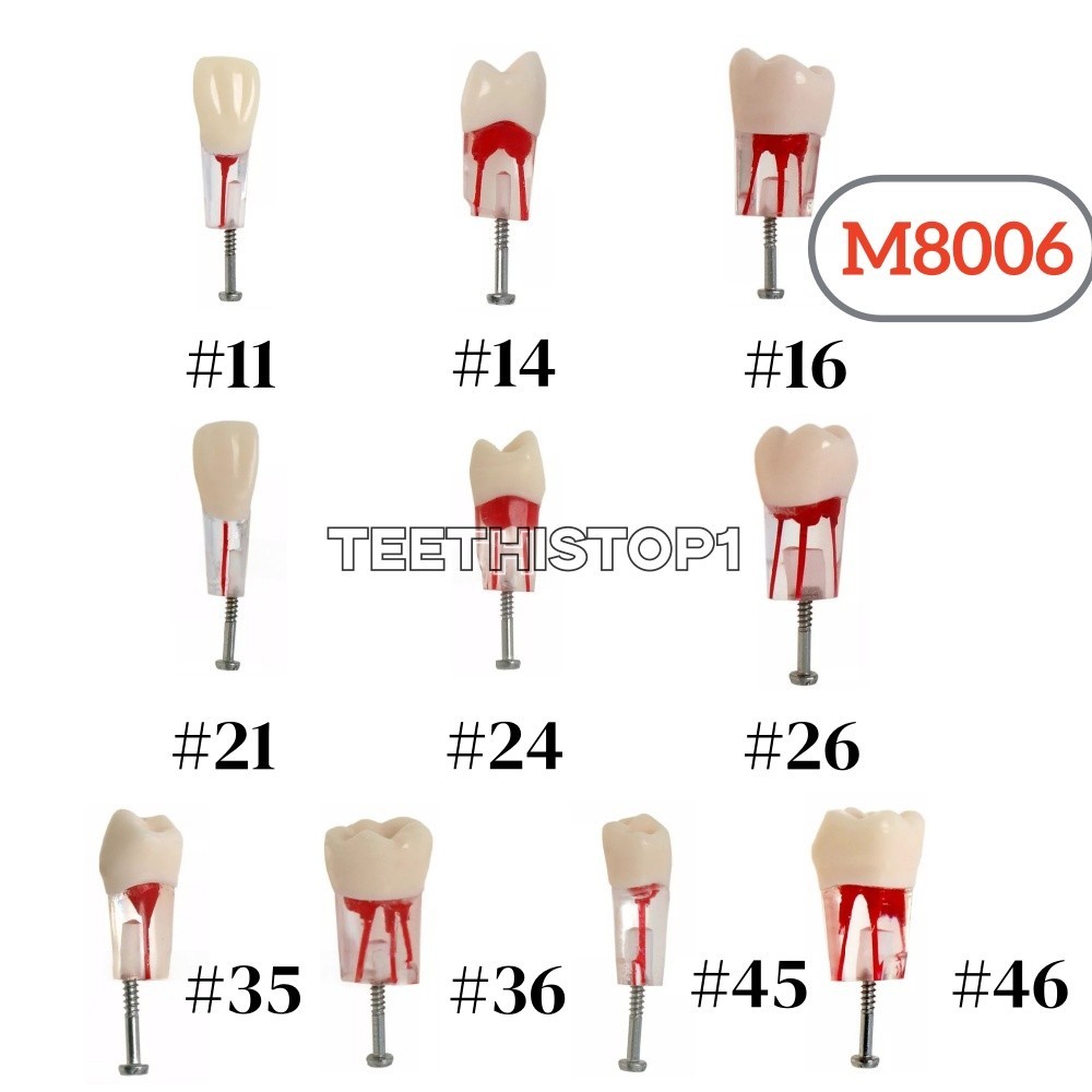 Dental Model #8006 Endo Root Canal Teeth Model Study RCT Practice Typodont