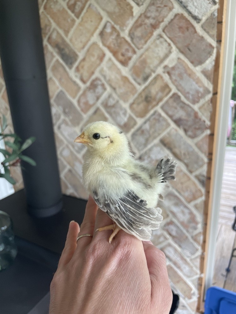 9 Serama Hatching eggs - Mixed Bloodlines